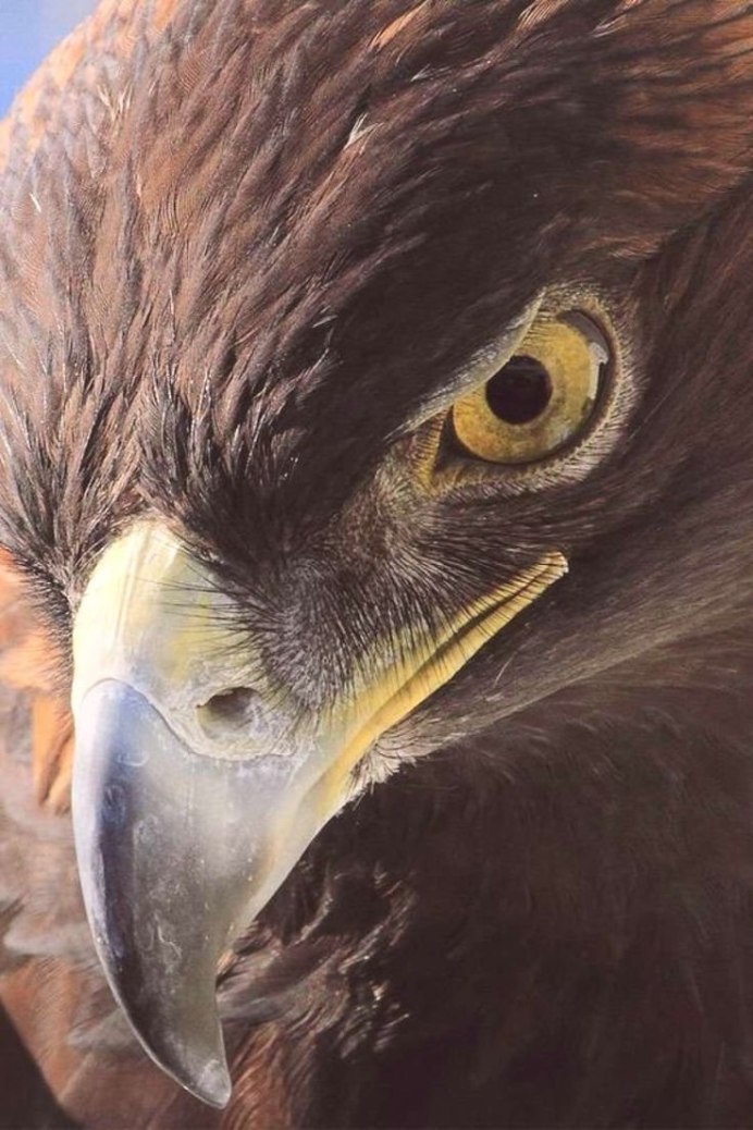 Орлы Беркуты Соколы Ястребы