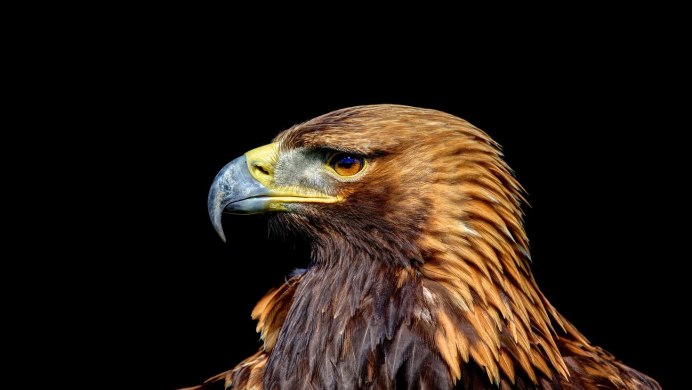 Орел Беркут