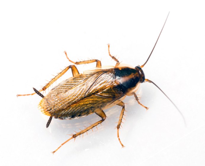 Blatta orientalis таракан