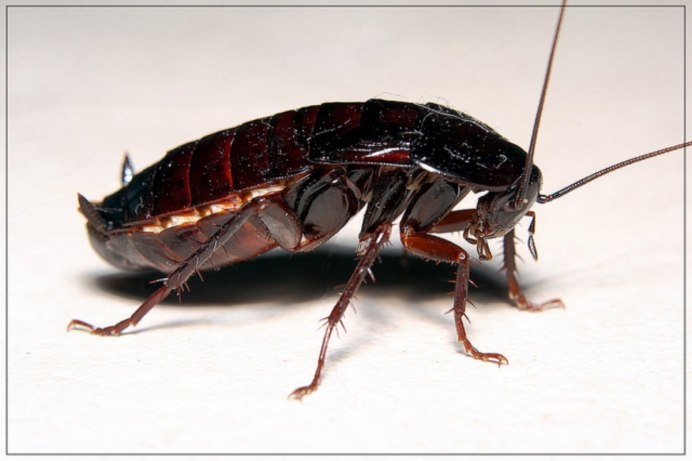Blatta orientalis таракан