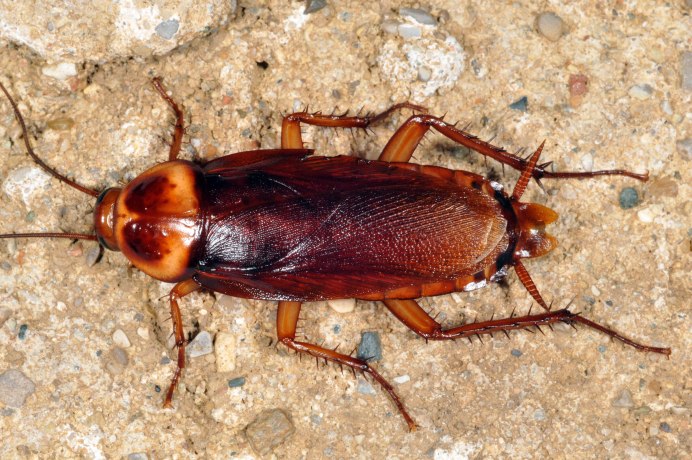 Рыжий таракан, или Прусак - Blattella Germanica