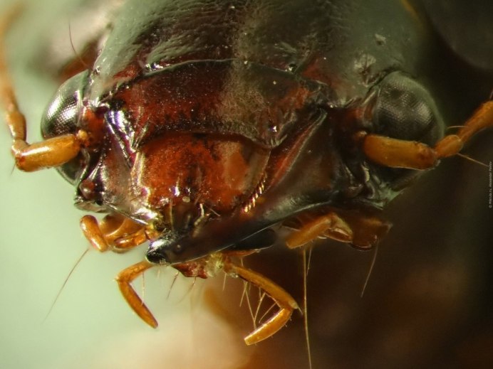 Blatta orientalis таракан