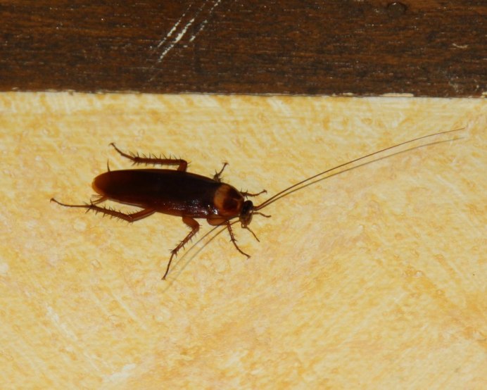 Рыжий таракан Blattella Germanica