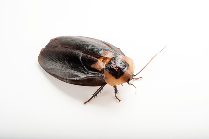 Gromphadorhina portentosa Black