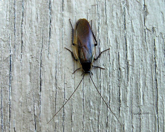 Megaloblatta longipennis