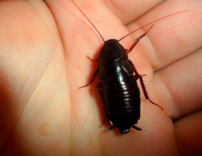 Megaloblatta longipennis
