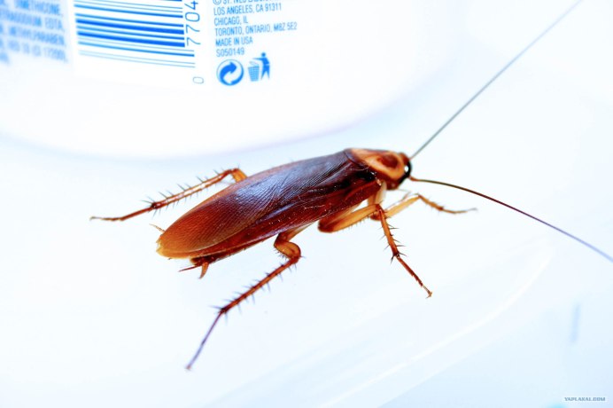 E. magnifica Жук