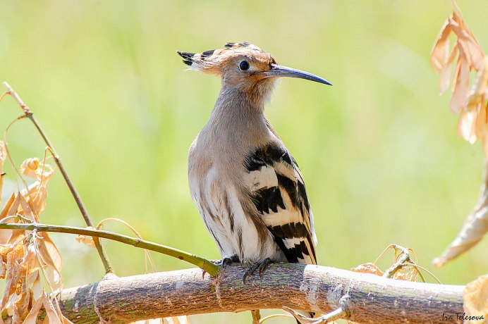 Tufted Titmouse птица