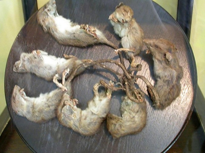 Щур крыса