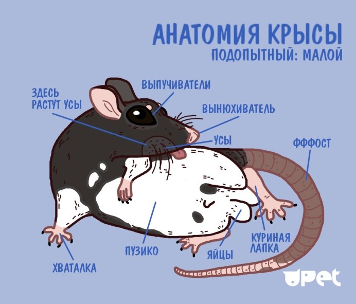 Пургаториус плезиадаписовые