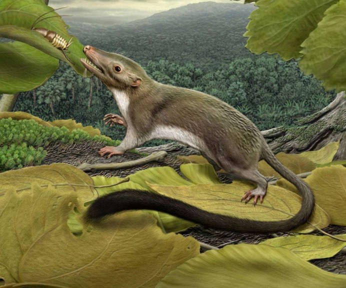 Juramaia sinensis