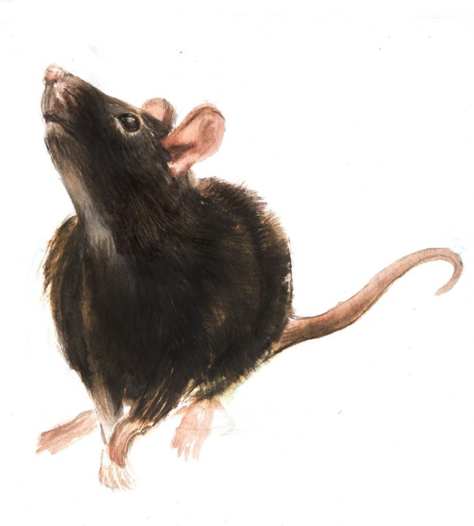 Juramaia sinensis