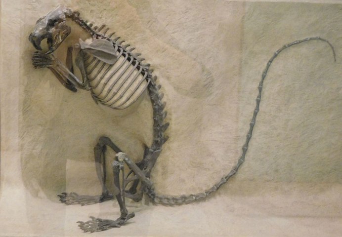 Рогатый суслик Ceratogaulus