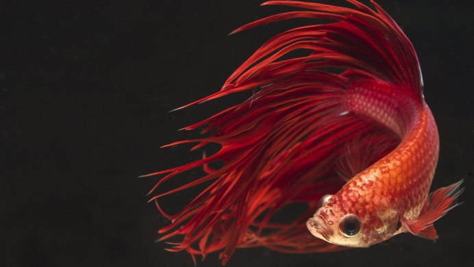 Милая рыбка