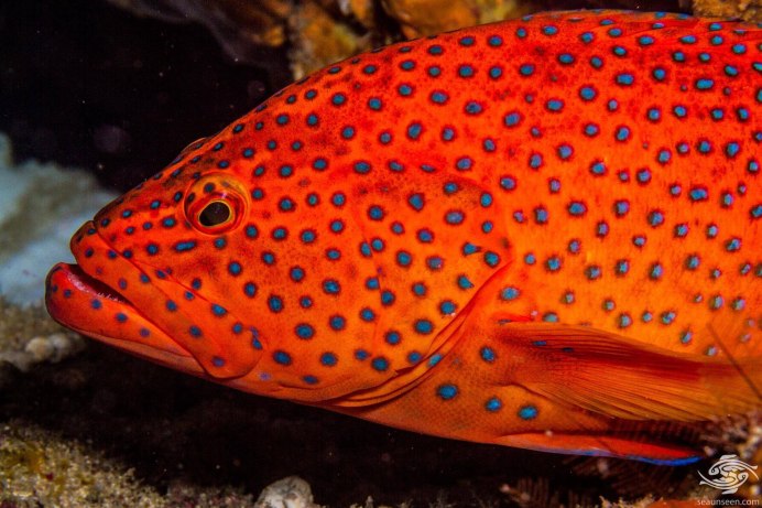 Северный морской окунь