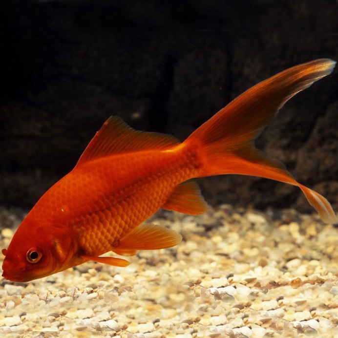 Рыба Пецилия аквариумная