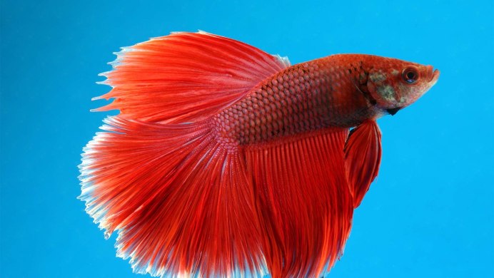 Carassius auratus Золотая рыбка