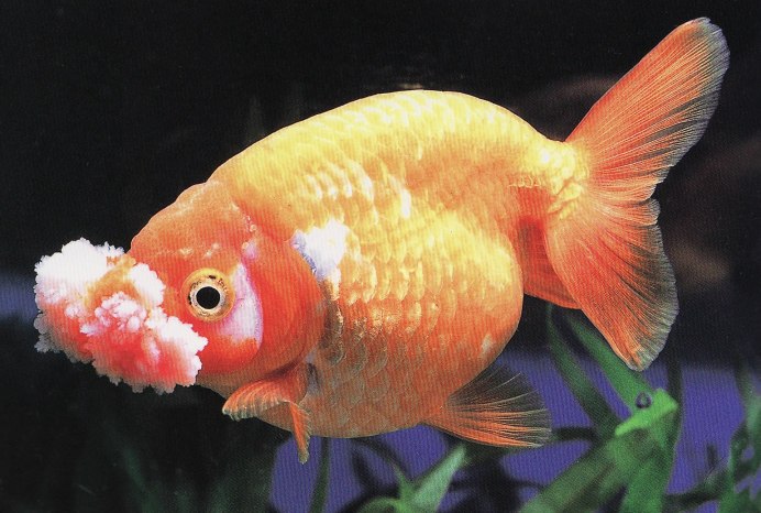 Аквариумная Золотая рыбка Оранда