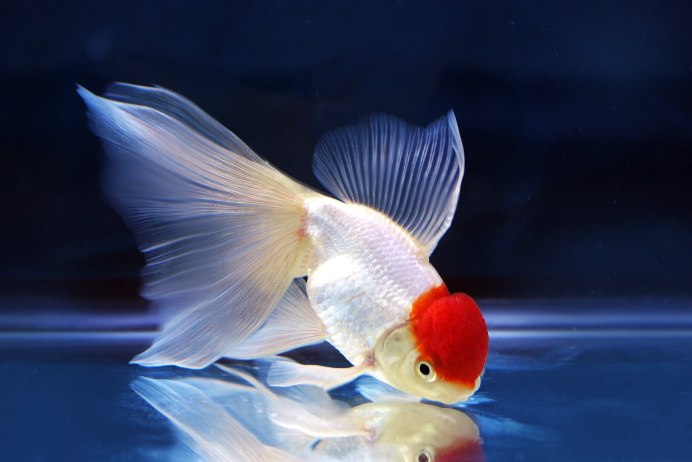 Картина девушка с рыжими волосами