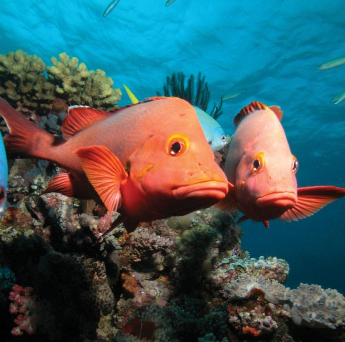 Рыба моей мечты