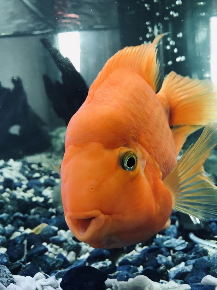 Цихлиды красный попугай