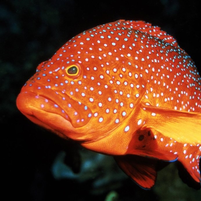 Аулонокара ред Рубин