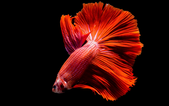Оранжевая рыба