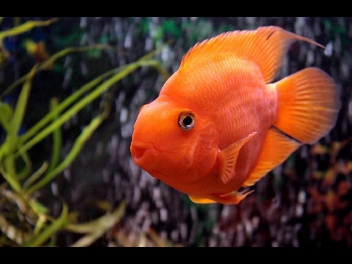 Цихлида попугай красный