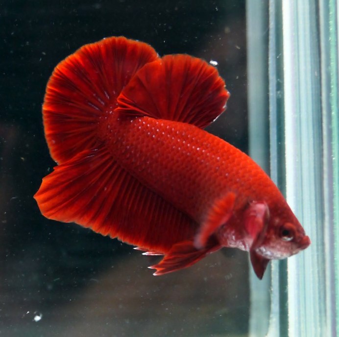 Японский вуалевый Карп - кои