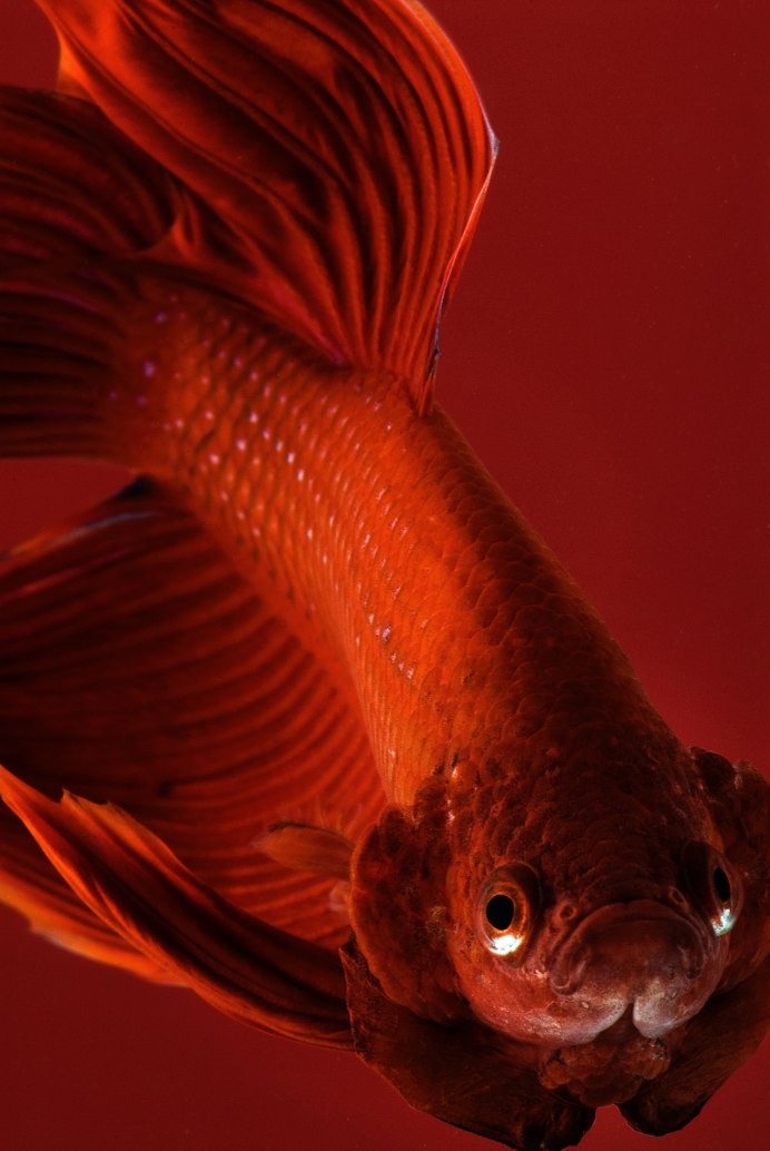 Петушок супер Дельта красный