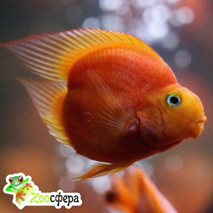 Красная рыбка