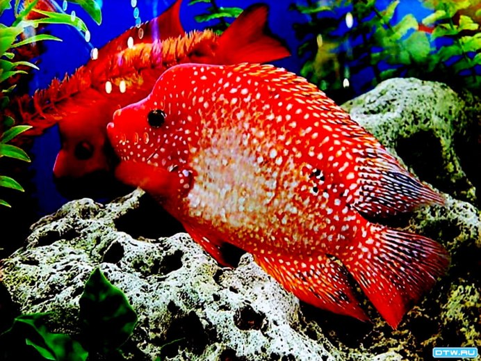 Цихлида попугай красный