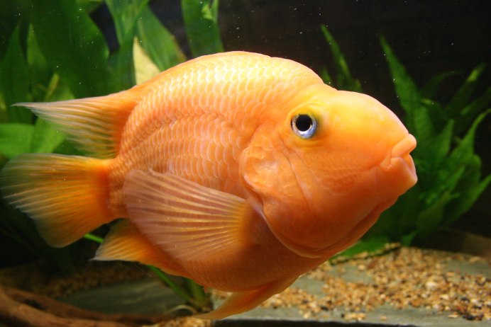 Милые рыбы желтая