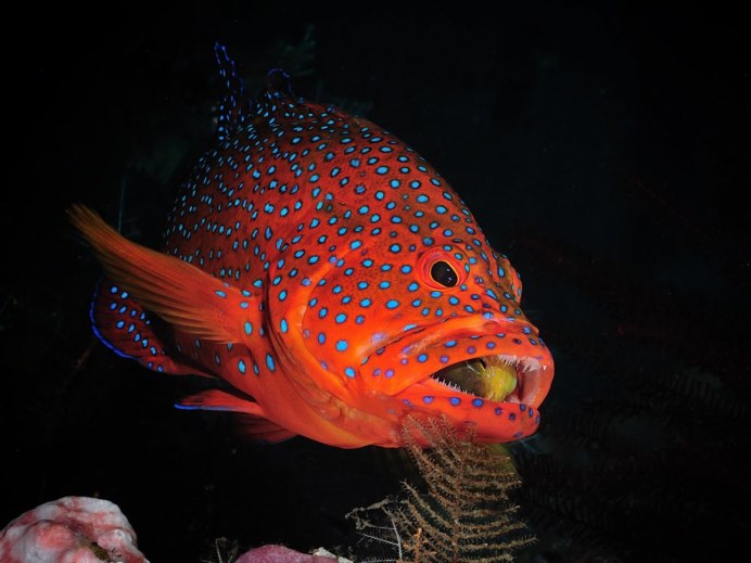 Томатный группер