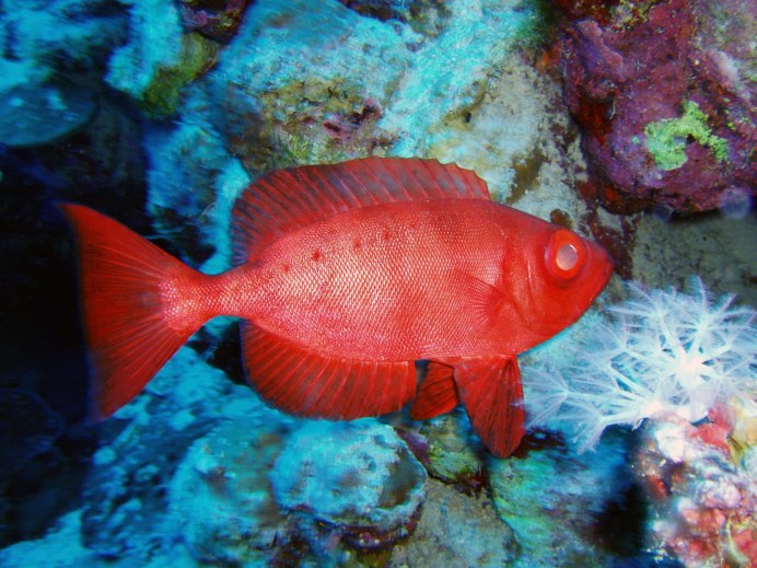 Гуппи фул ред