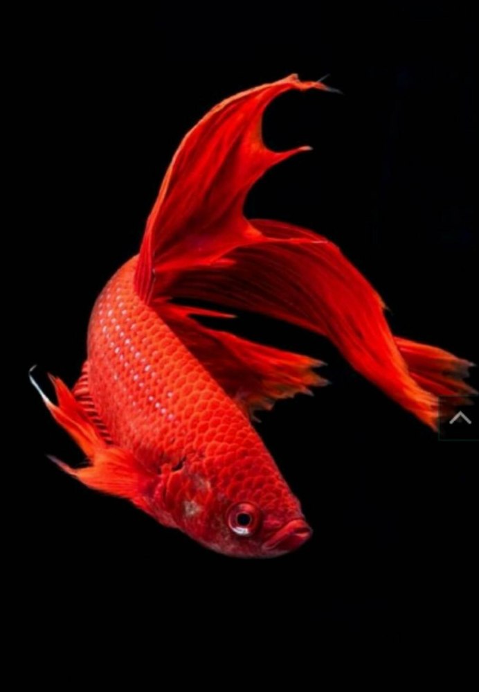 Аквариумная рыбка Апельсинка