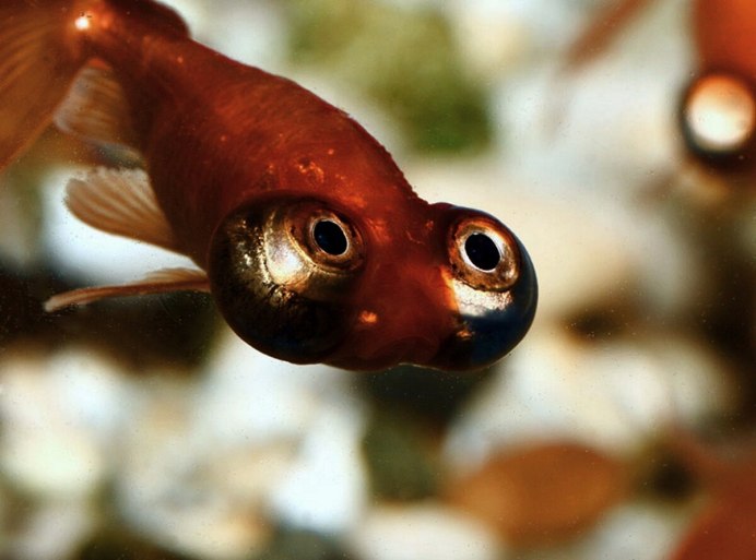 Оранжевая рыбка