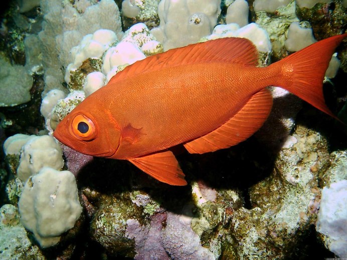 Рифовые рыбы красного моря