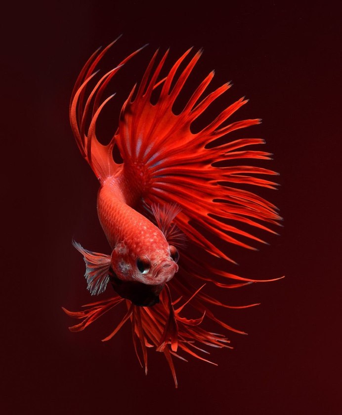 Петушок вуалевый