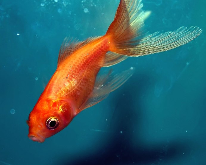 Красная шапочка вуалехвост рыбка