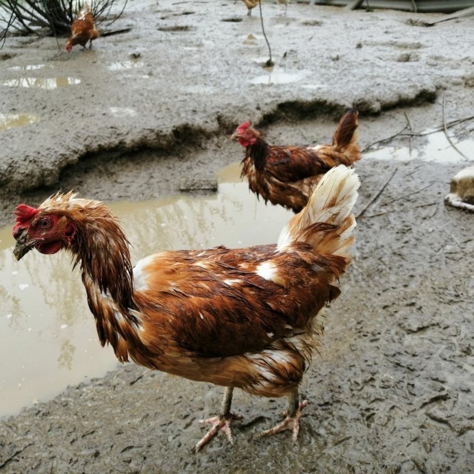 Курица целая