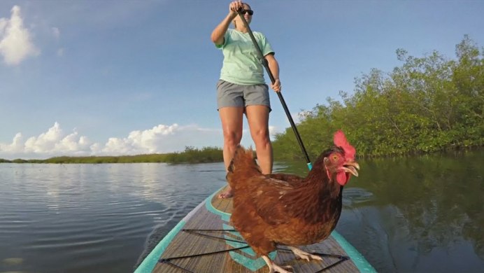 Курица дома
