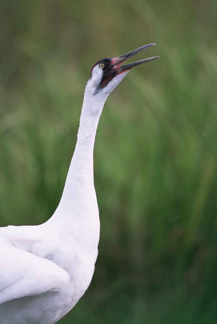 Balearica regulorum
