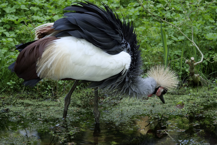 Японский (Уссурийский) журавль Grus japonensis