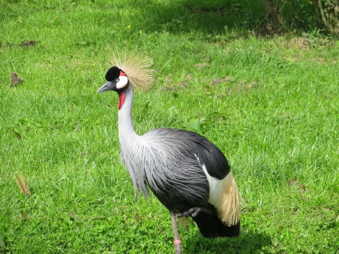 Японский (Уссурийский) журавль Grus japonensis
