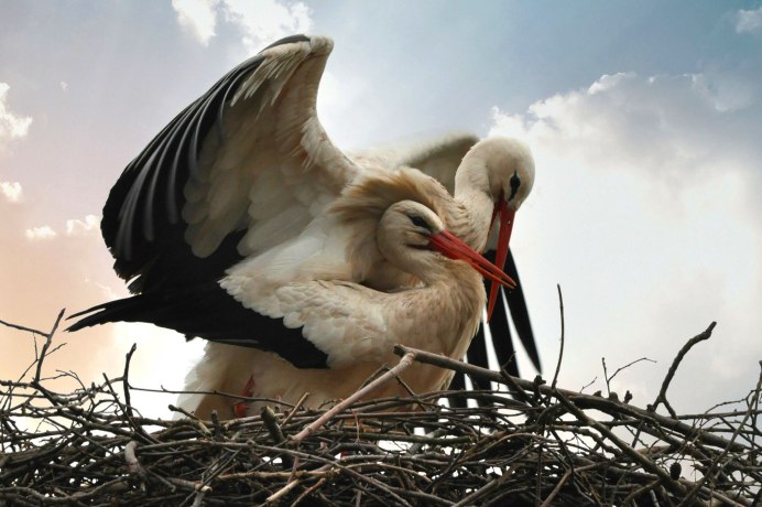 Цапля Ардея пиката