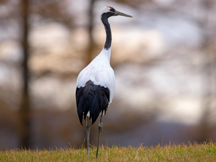 Даурский журавль Grus vipio