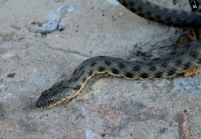 Водяной уж (Natrix tessellata)