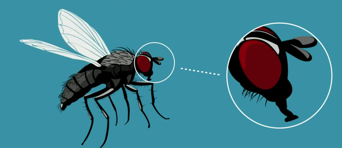 Восточная Вишневая Муха Rhagoletis cingulata Loew.