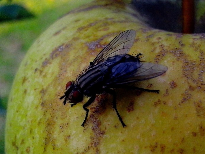 Rhagoletis Cerasi